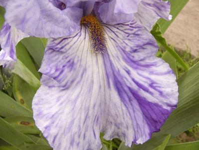 Iris Gnu Blues