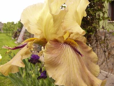 Iris Thornbird