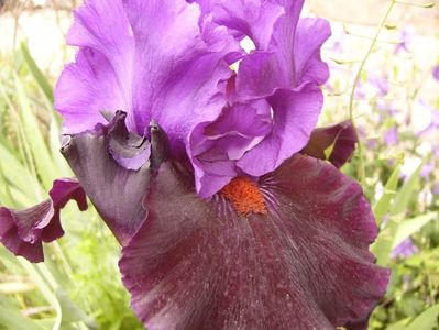 Iris Wild Wings