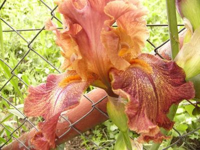 Iris Ruffled copper sunset