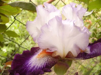 Iris Impressions de Jouy