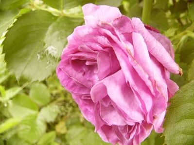 Rosa Minerva