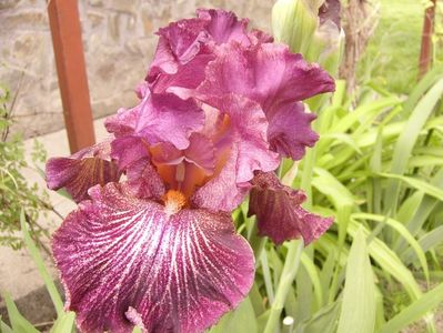 Iris Vibration