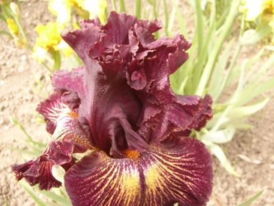 Iris Drama Queen