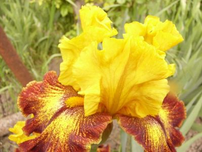 Iris Shine