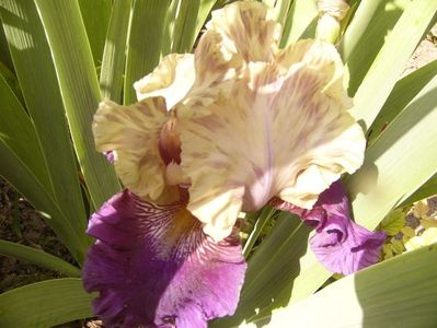 Iris Boysenberry Buttercup