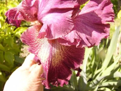 Iris Indiscret