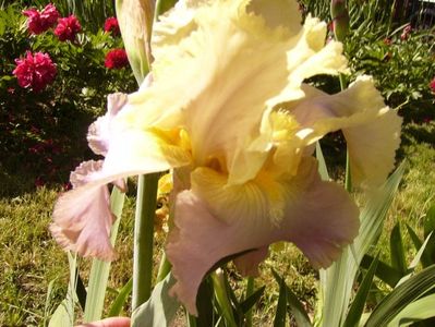 Iris Lulaby of spring