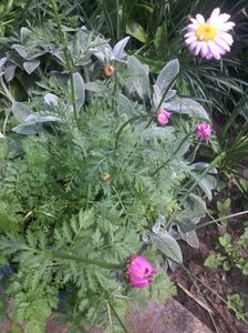 argyranthemum frutescens