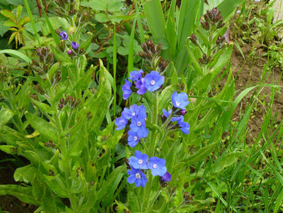 Ancusha Azureea Royalist