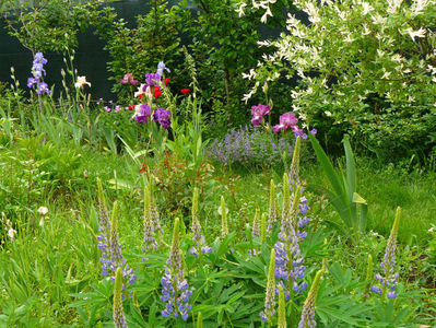 Lupin Blue Light