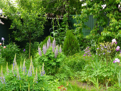 Lupin Blue Light si Lavand and White