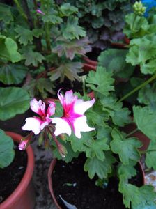 Fireworks bicolor