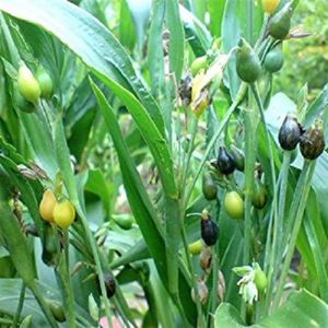 Coix-Lacryma jobi plant