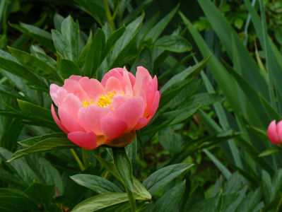 Pink Hawaian Coral