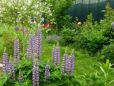 Lupin Lavand and White