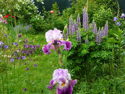 Arabella iris