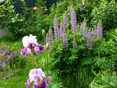 Arabella si Lupin Lavand and White