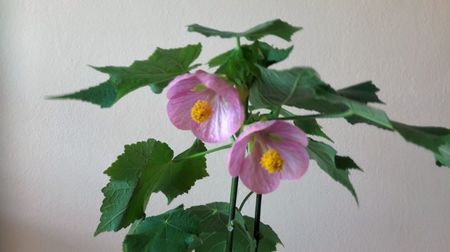 Abutilon