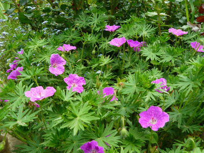 Geranium Vision Pink
