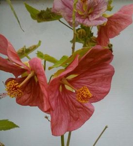 Abutilon pitic