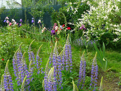 Lupin Blue Light