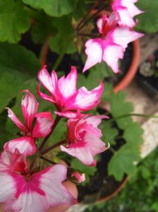 Fireworks bicolor