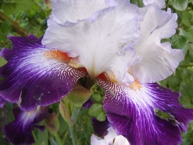 Iris Impression de Jouy