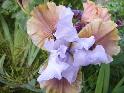 Iris Imprimis