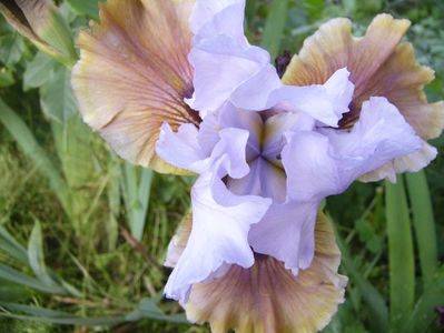 Iris Imprimis