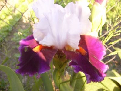 Iris Sharpshooter