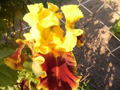 Iris Tiger Butter