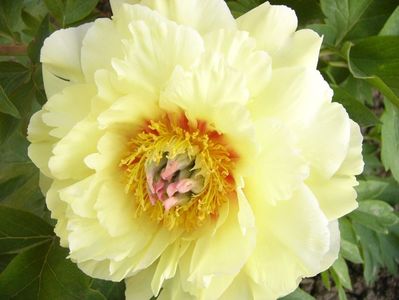 Paeonia Grand Treasure-itoh-