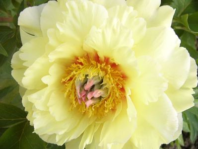 Paeonia itoh Grand Treasure