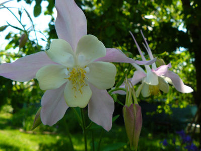 Aquilegia McKana Soft Pink