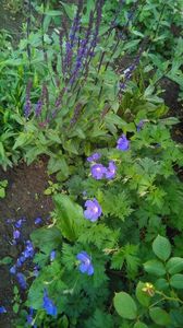Salvia nemeosa Caradonna+ geranium him baby blue