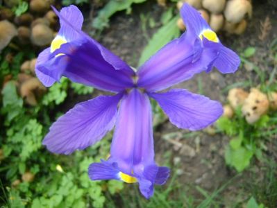 Iris hollandica Blue Magic