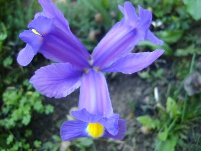Iris hollandica Blue Magic
