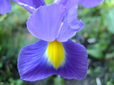 Iris hollandica Blue Magic