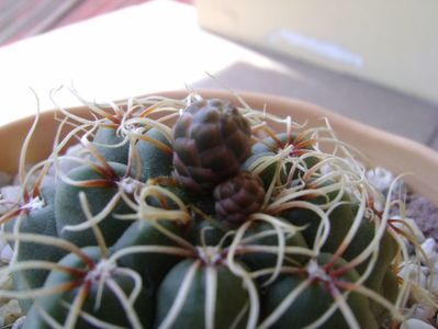 Gymnocalycium baldianum