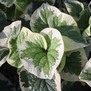 Brunnera macrophylla 'Variegata'