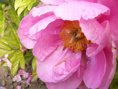 Paeonia Paula Fay