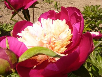 Paeonia White cap