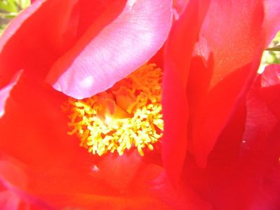 Paeonia Blaze