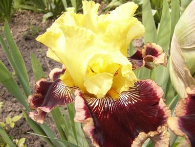 Iris Indulgence