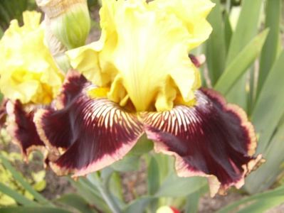 Iris Indulgence