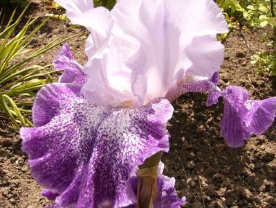 Iris Splashacata