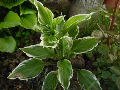 Hosta for. Francee