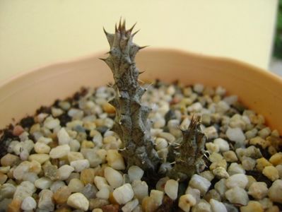 Stapelianthus decaryi