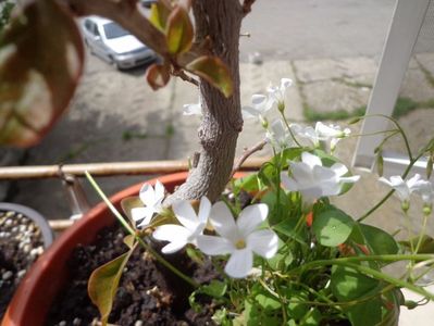 Oxalis triangularis